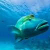 Maori Wrasse, Great Barrier Reef, QLD © Andrew Watson