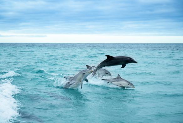 Kangaroo Island, South Australia © Tourism Australia