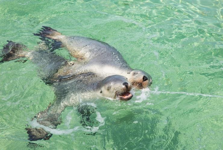 Sea Lions, Calypso Star Charters, Hopkins Island, South Australia © Tourism Australia