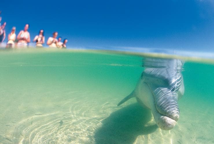 Bottlenose dolphin, Monkey Mia, Western Australia  © Tourism Western Australia