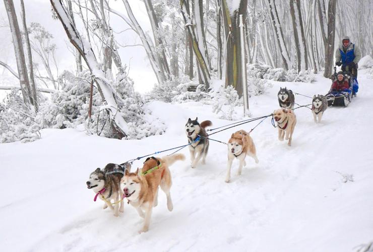 Howling Huskys Dog Sled Tours, Mount Hotham, High Country, Victoria © Mt Buller 