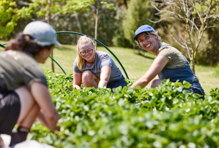 Three chefs smiling while plucking fresh food from a kitchen garden, Brae, Great Ocean Road, Victoria © Tourism Australia