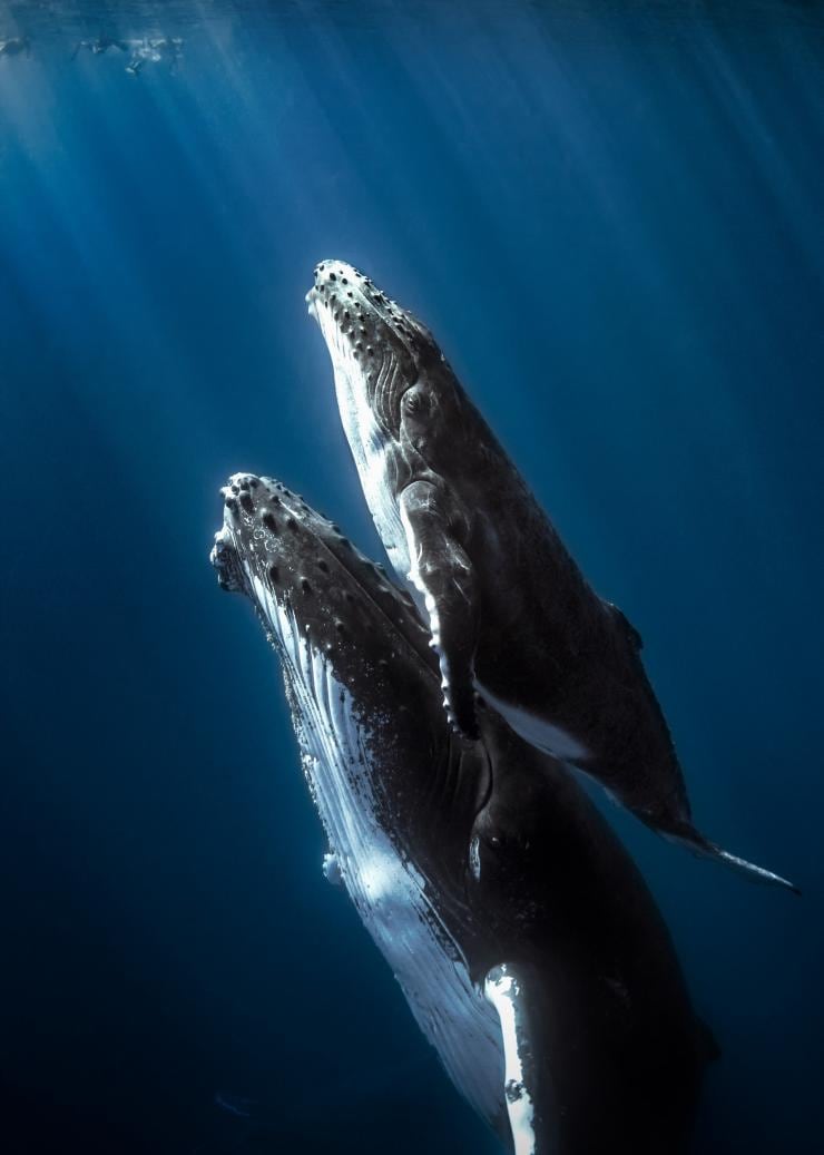 Humpback whales, Jervis Bay, NSW © Dive Jervis Bay