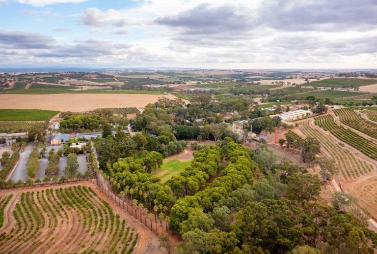 Aerial view over a vineyard, Seppeltsfield, Barossa Valley, South Australia © Tourism Australia