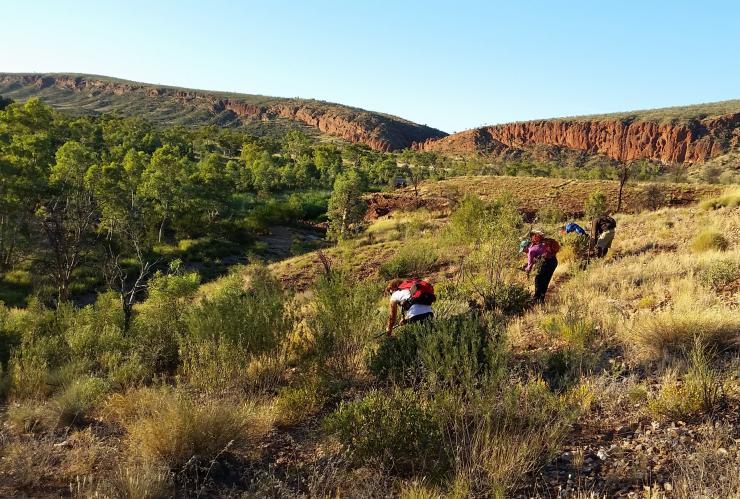 A group of people grooming a lush trail, Larapinta Trail, Tjoritja/West MacDonnell National Park, Northern Territory © Trek Larapinta 