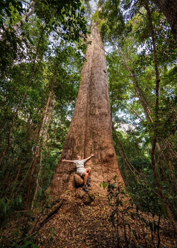 Valley of the Giants, K’gari, QLD © Tourism and Events Queensland