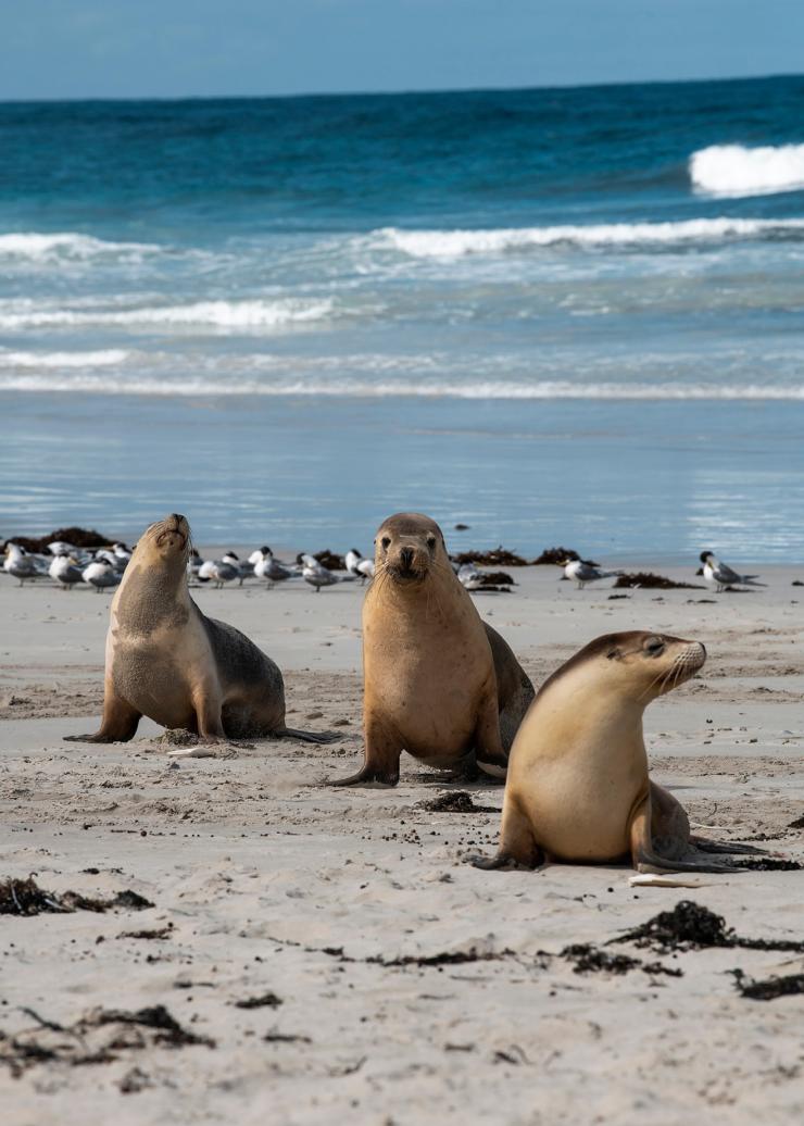 Seals at Seal Bay Conservation Park, Kangaroo Island, South Australia © Tourism Australia