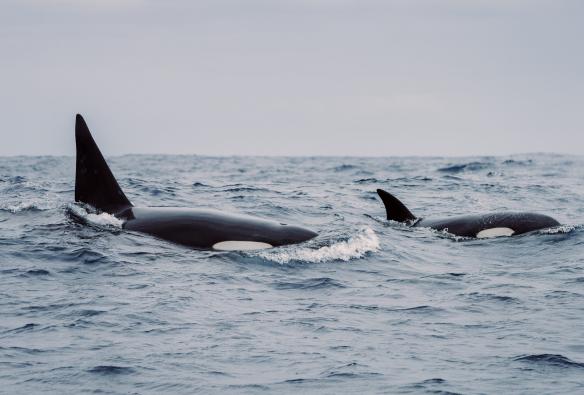 Two orcas breaching during a tour with Naturaliste Charters, Bremer Bay, Western Australia © Tourism Australia