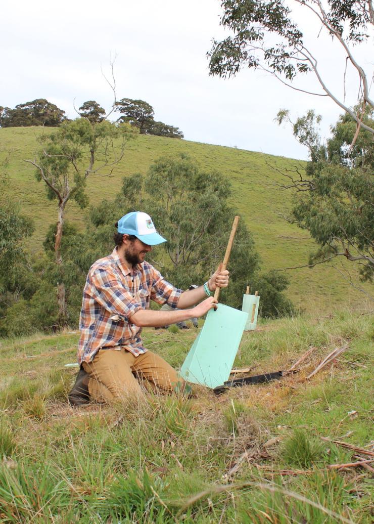 Volunteer planting trees for koalas, East Gippsland, VIC © Echidna Walkabout