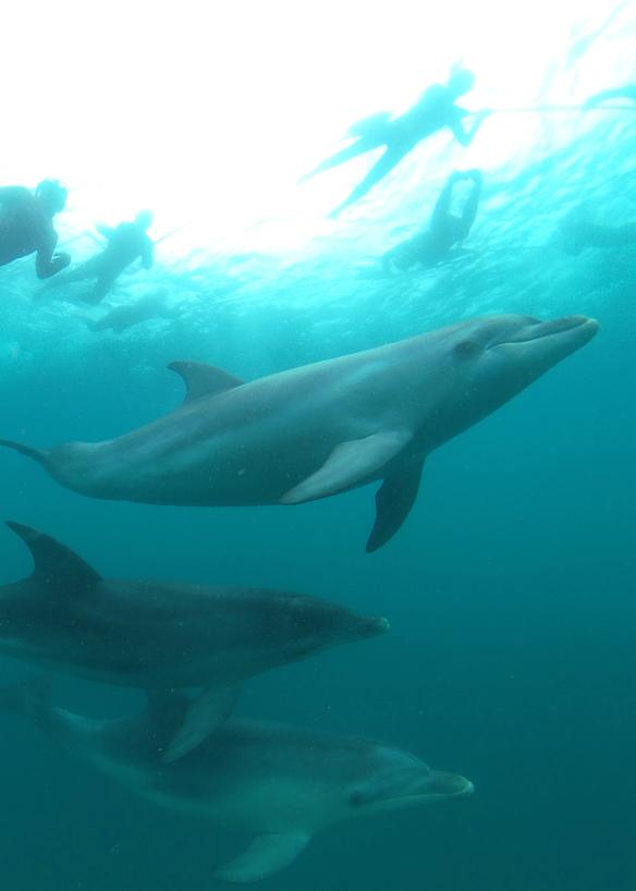 Sea All Dolphin Swims, Queenscliff, VIC © Sea All Dolphin Swims