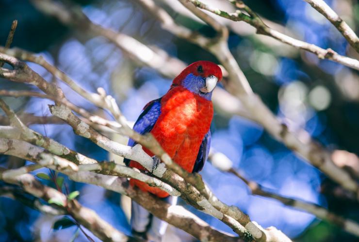 A bright red and blue bird in a tree at O'Reilly's Rainforest Retreat, Lamington National Park, Queensland © Tourism Australia