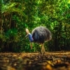 Cassowary in Daintree Rainforest, Queensland © Tourism and Events Queensland