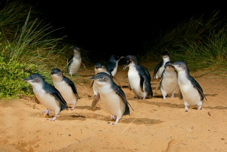 A group of penguins walking along sand at night, Penguin Parade, Phillip Island Nature Park, Phillip Island, Victoria © Tourism Australia