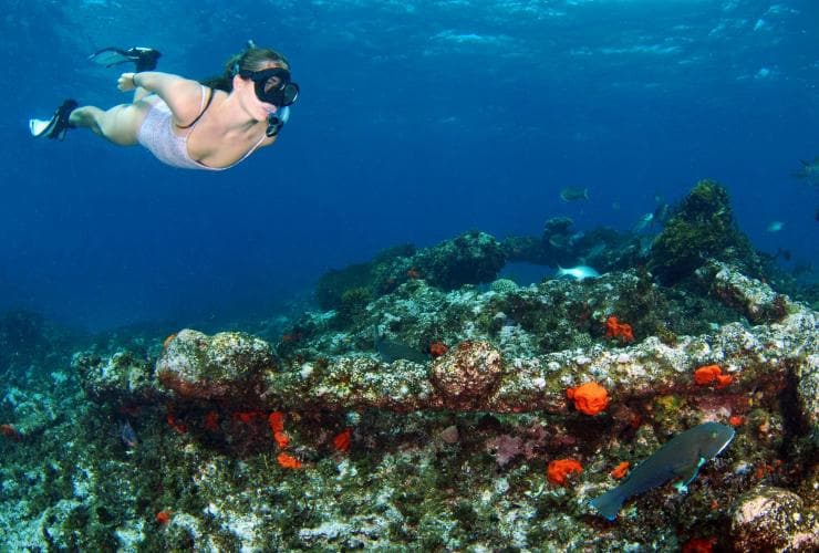 Underwater photo of a person snorkelling above a shipwreck covered in coral and fish, Batavia shipwreck, Abrolhos Islands, Western Australia © Eco Abrolhos