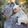 White koala joey with mum Tia at Australia Zoo in Beerwah in Queensland © Ben Beaden / Australia Zoo