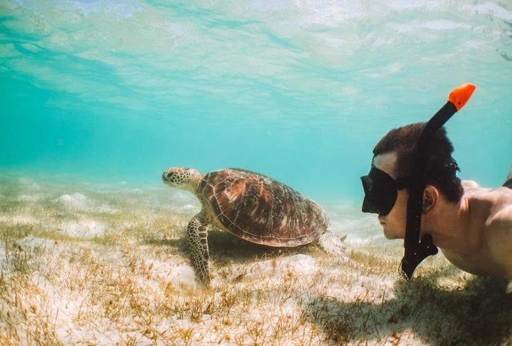 Swimming with turtles, QLD © Tourism and Events QLD