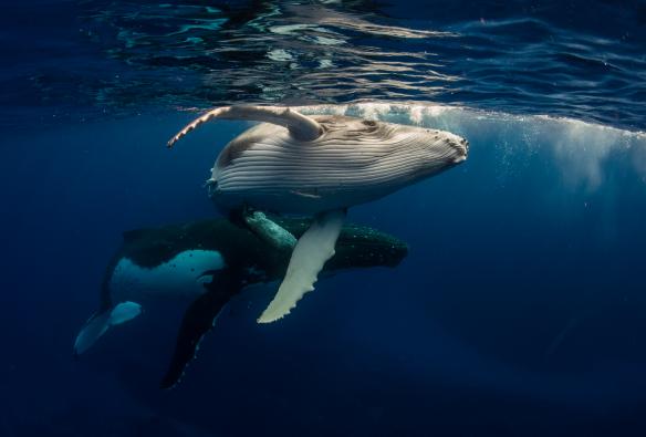 Underwater photo of two whales swimming together during a tour with Dive Jervis Bay, Jervis Bay, New South Wales © Dive Jervis Bay