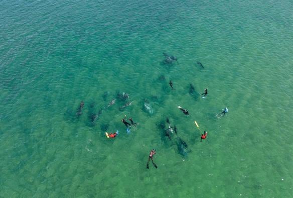 Aerial view over a group of people swimming in clear, turquoise water amid a pod of dolphins, Dolphin Discovery Centre, Bunbury, Western Australia © Tourism Australia