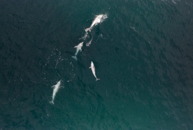 Aerial view over a pod of dolphins, Kangaroo Island Ocean Safari, Kangaroo Island, South Australia © Tourism Australia