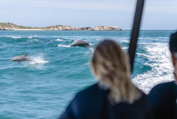 People on a boat watching dolphins leap from the ocean, Perth Wildlife Encounters, Perth, Western Australia © Tourism Australia