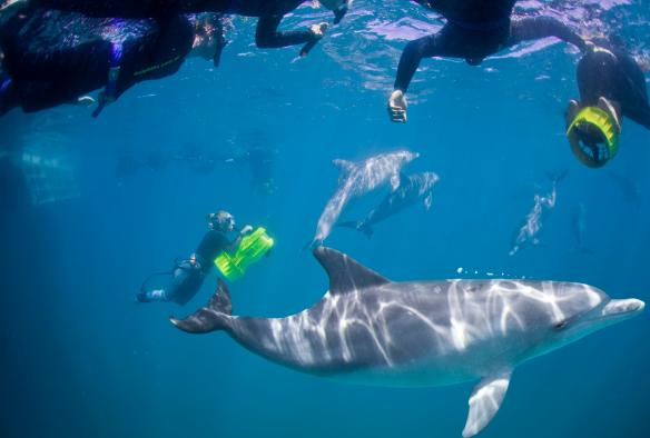 Underwater scene of snorkellers swimming with dolphins, Perth Wildlife Encounters, Perth, Western Australia © Perth Wildlife Encounters