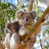 Koalas in a tree in the You Yangs Regional Park in Victoria © Koala Clancy Foundation