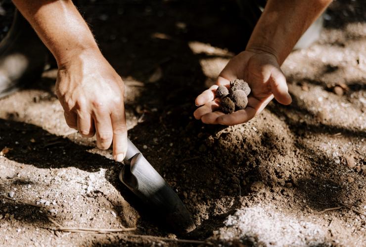 Person holding truffles they just dug up, Truffle Hill, Manjimup, Western Australia ©  Tourism Australia