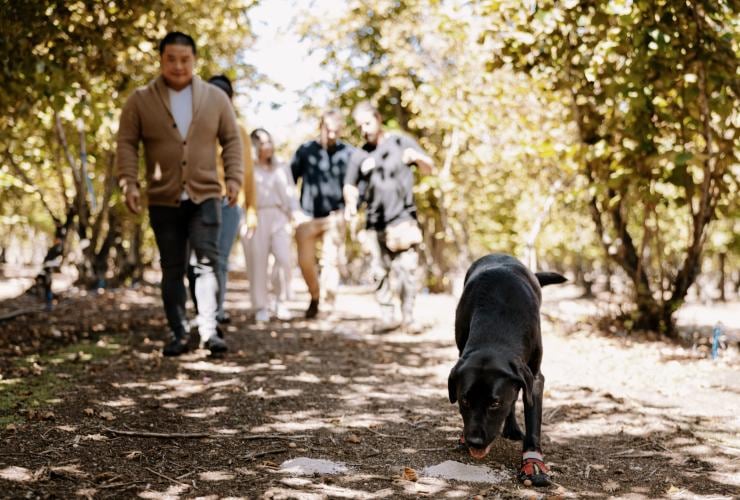 A tour walking around Truffle Hill, Manjimup, Western Australia ©  Tourism Australia