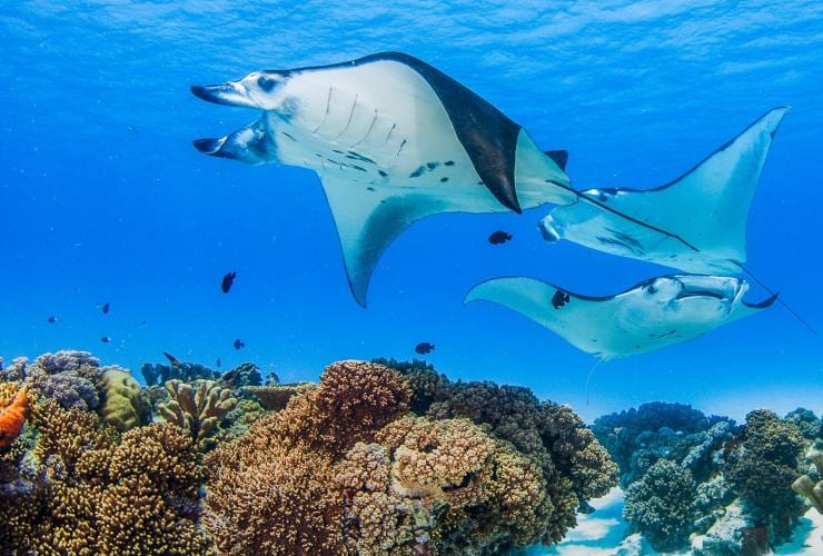 Cocos Dive, Cocos Keeling Island © Cocos Dive