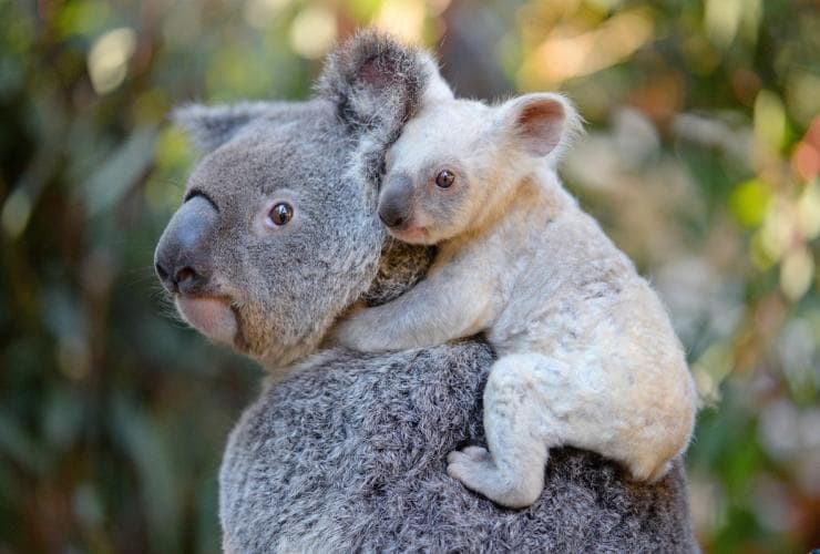 Koalas, Australia Zoo, Beerwah, Queensland © Ben Beaden / Australia Zoo