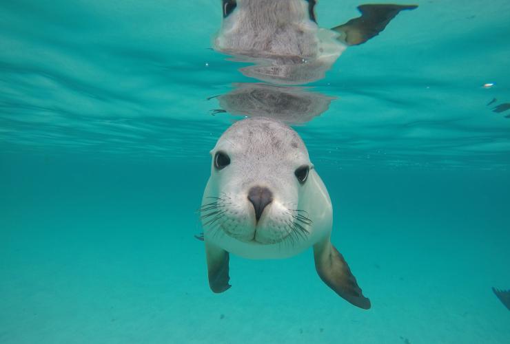 Sea lion, Hopkins Island, South Australia © Calypso Star Charters