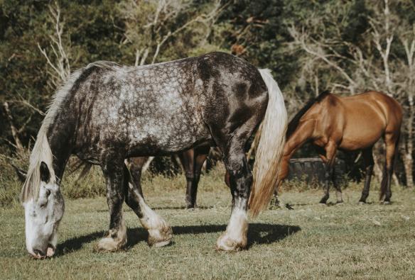 Sixty6 Acres, Sunshine Coast, Queensland © Sixty6 Acres
