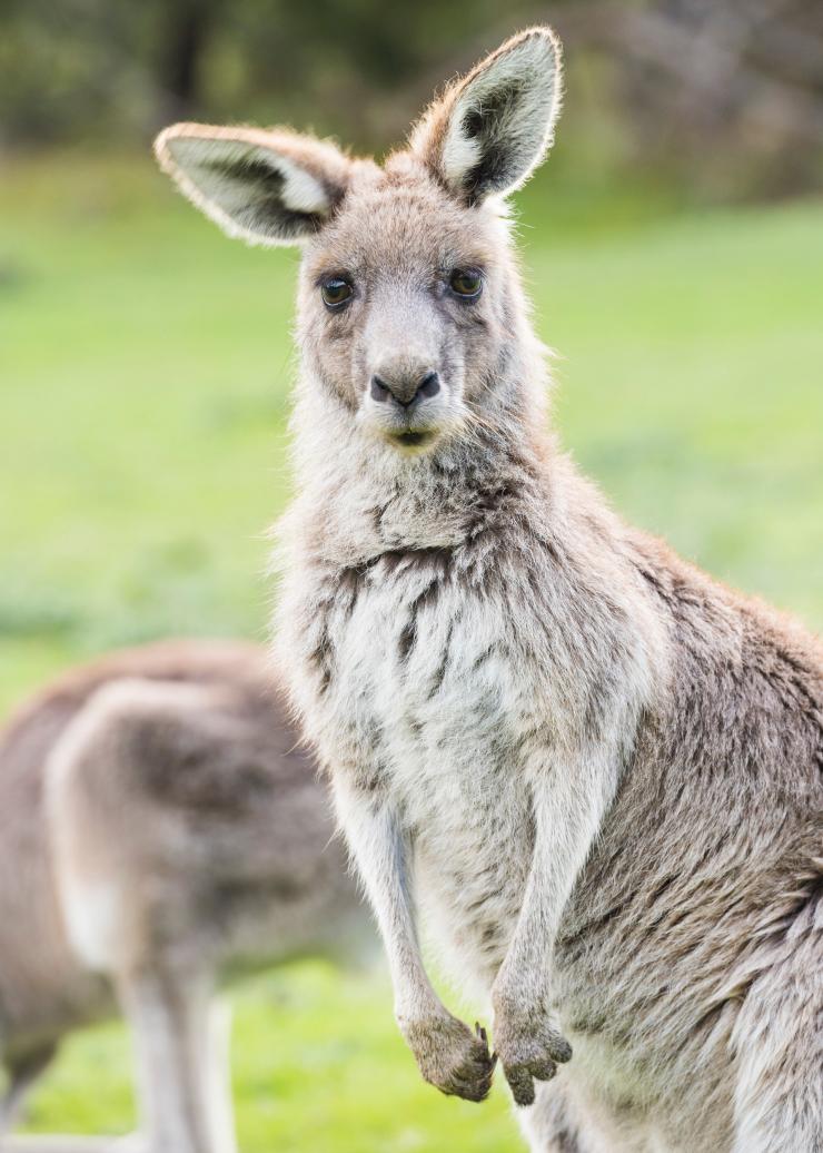 Grampians National Park, Victoria © Rob Blackburn Photography