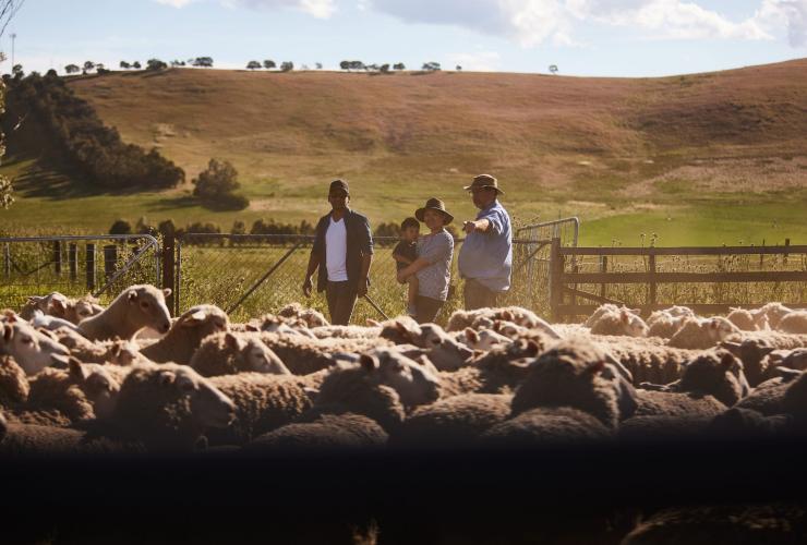 A farmer shows guests his sheep stock at Curringa Farm, Hamilton, Tasmania © Tourism Australia 