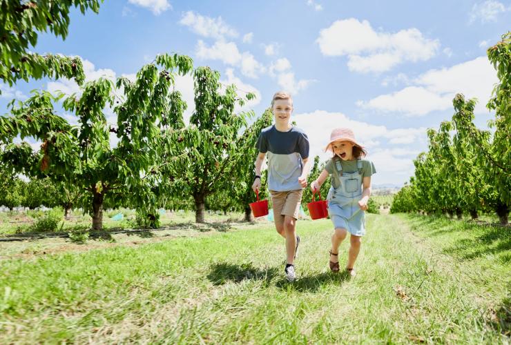 Two children running through a. cherry orchard holding red buckets at Cherry Hill Orchard, Yarra Valley, Victoria © Tourism Australia