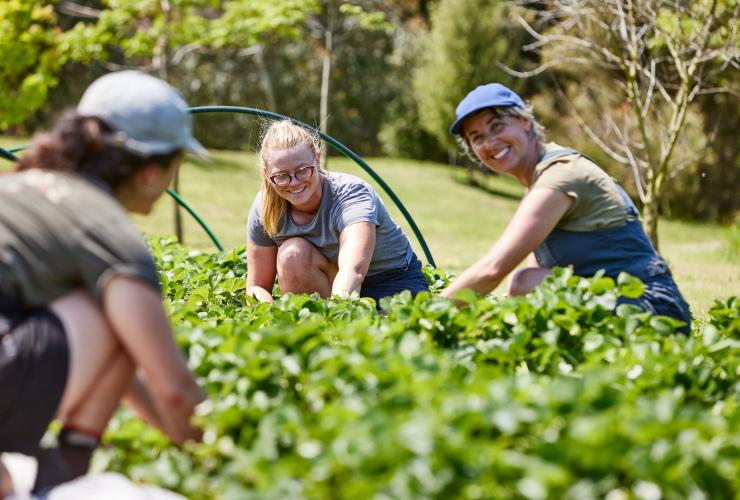 Three chefs smiling while plucking fresh food from a kitchen garden, Brae, Great Ocean Road, Victoria © Tourism Australia