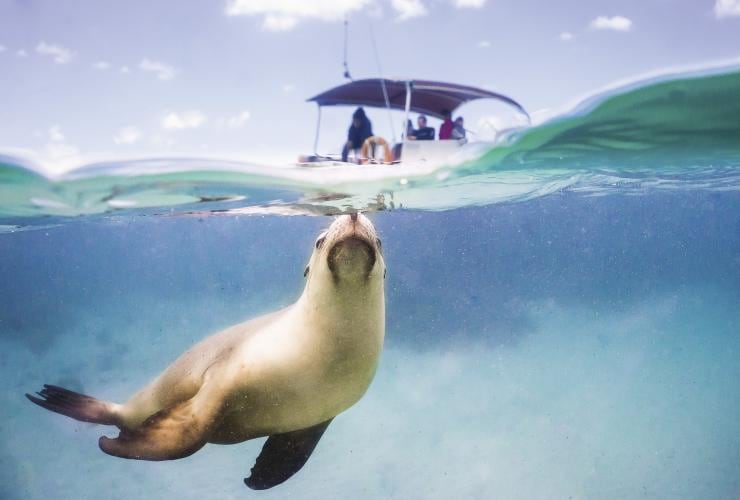 A sea lion at the surface of the ocean with a boat in the background, Eyre Peninsula, South Australia © South Australian Tourism Commission