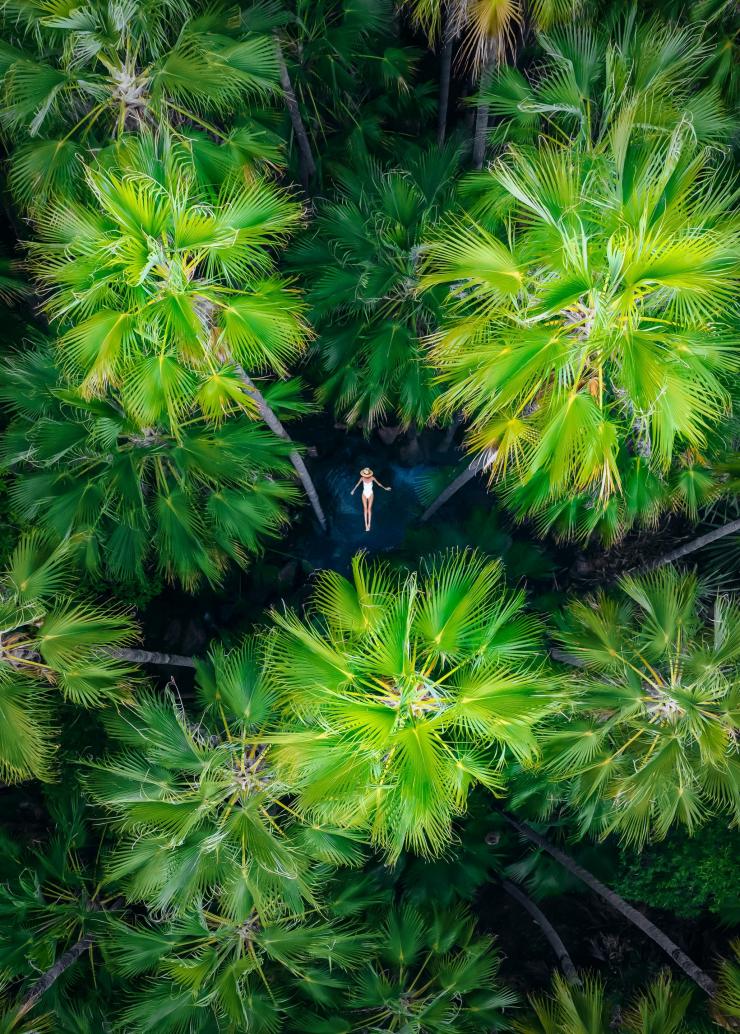 Aerial view over the green palm canopy with a person swimming beneath a gap in the trees at Zebedee Springs, El Questro Wilderness Park, Kimberley, Western Australia © Tourism Australia