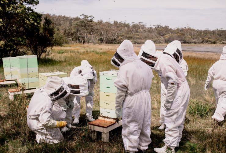 A group of people wearing protective clothing and helmets, gathering around a man made beehive during a Beekeeping Experience, Saffire Freycinet, Tasmania © Saffire Freycinet 