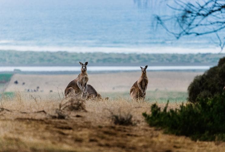Kangaroos along The Great Ocean Road, VIC © Visit Victoria