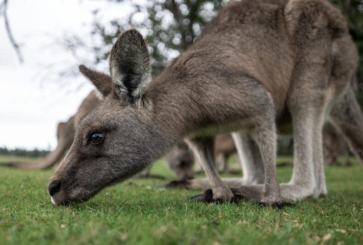 A kangaroo grazing on a grassy field, Pepper Bush Adventures, Scottsdale, Tasmania © Tourism Australia