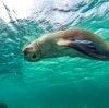 Swimming with sea lions, Baird Bay, Eyre Peninsula, SA © South Australian Tourism Commission