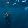 Whale shark swimming at Ningaloo Reef © Tourism Western Australia