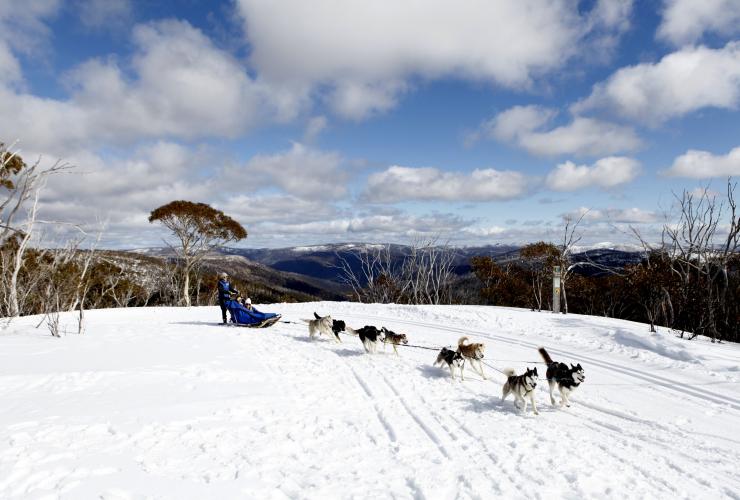Howling Huskys on the Dinner Plain, Hotham, VIC © Visit Victoria