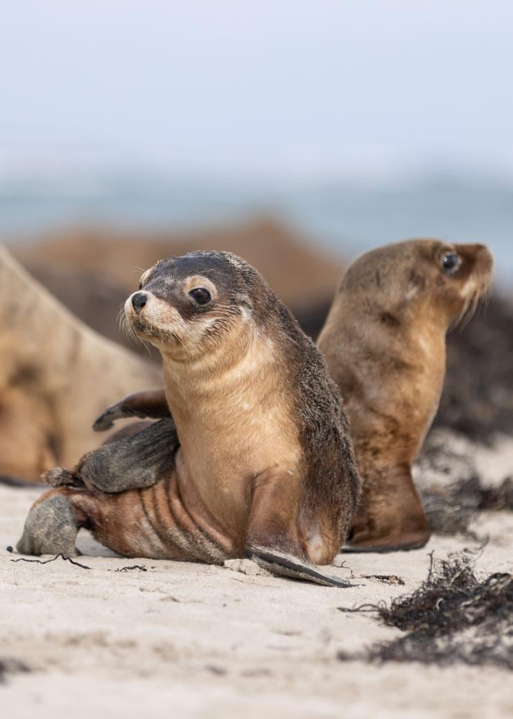 Seal Bay Conservation Park, Kangaroo Island, South Australia © Kangaroo Island Tourism Alliance