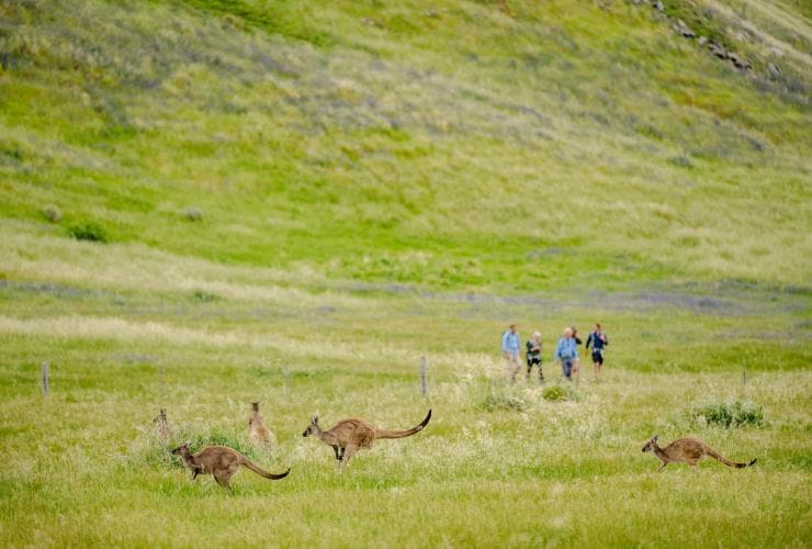 Four hikers standing in a green grassy field with three kangaroos hopping in the foreground on the Southern Ocean Walk in South Australia © Tourism Australia