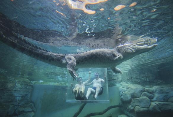 Two men swimming inside a clear tube within a crocodile enclosure with a saltwater crocodile swimming by at Crocosaurus Cove, Darwin, Northern Territory © Tourism Australia