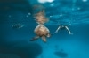 Snorkelers swim alongside a turtle in the Great Barrier Reef © Tourism Australia