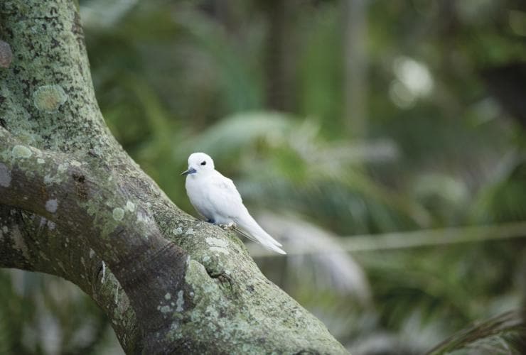 A white tern bird perched on a tree in a forest, Lord Howe Island, New South Wales © Destination NSW