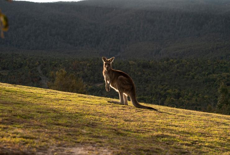 A kangaroo standing on a grassy hill, Tidbinbilla Nature Reserve, Paddys River, Australian Capital Territory © Tourism Australia